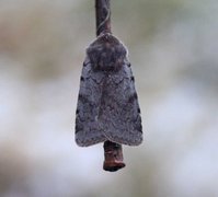 Fiolett vårfly (Cerastis rubricosa)