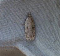 Agonopterix arenella