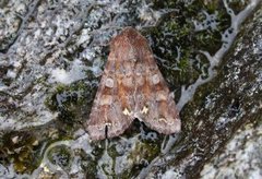 Rødt hagefly (Ceramica pisi)