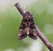 Lyktebærerfly (Euplexia lucipara)