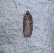 Seljeflatvikler (Acleris hastiana)