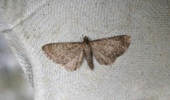 Marimjelledvergmåler (Eupithecia plumbeolata)