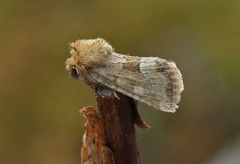 Rødgult engfly (Oligia fasciuncula)