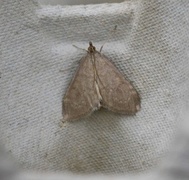 Marimjelleengmott (Anania fuscalis)