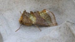 Større båndmetallfly (Diachrysia chrysitis)