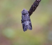 Rotstrekvierfly (Brachylomia viminalis)