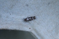 Caryocolum vicinella