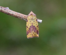 Fiolettbåndet gulfly (Xanthia togata)