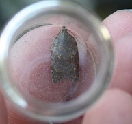 Lønnebladflatvikler (Acleris sparsana)