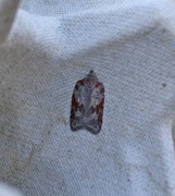 Lønnebladflatvikler (Acleris sparsana)