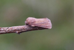 Starrfly (Denticucullus pygmina)