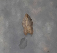 Grå-/konkavflatvikler (Acleris effractana/emargana)