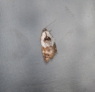 Marmorflatvikler (Acleris variegana)