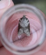 Lønnebladflatvikler (Acleris sparsana)