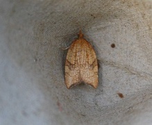 Nettflatvikler (Acleris rhombana)