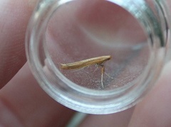 Caloptilia betulicola/elongella