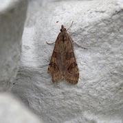 Smalengmott (Nomophila noctuella)