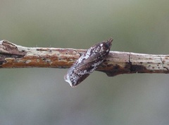 Kystflatvikler (Acleris hyemana)