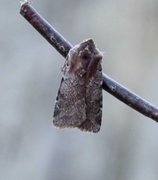 Fiolett vårfly (Cerastis rubricosa)