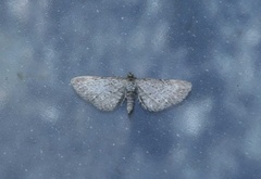 Engdvergmåler (Eupithecia satyrata)