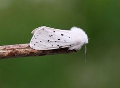 Punkttigerspinner (Spilosoma lubricipeda)