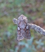 Grått fjellbakkefly (Xestia alpicola)