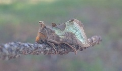 Mindre båndmetallfly (Diachrysia stenochrysis)