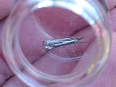 Engnebbmott (Crambus hamella)