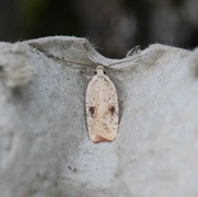 Agonopterix nervosa