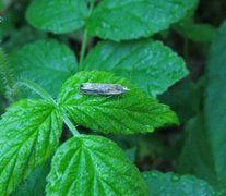 Tistelengvikler (Eucosma cana)