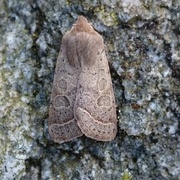 Tverrlinjet seljefly (Orthosia cerasi)