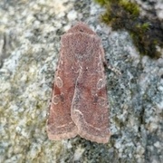 Variabelt seljefly (Orthosia incerta)