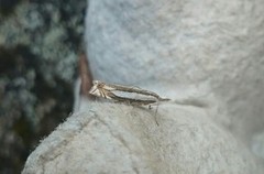 Beitenebbmott (Crambus pascuella)