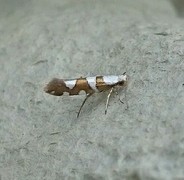 Argyresthia brockeella