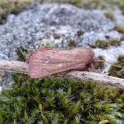 Starrfly (Denticucullus pygmina)