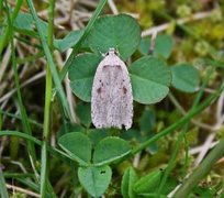 Agonopterix ocellana