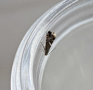 Glyphipterix forsterella