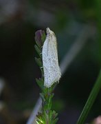 Rustbladvikler (Clepsis senecionana)