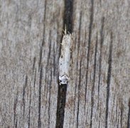 Klistermøll (Endrosis sarcitrella)