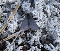 Pjuskemåler (Macaria fusca)