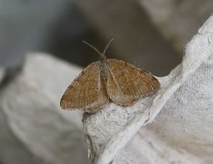 Brun buemåler (Macaria brunneata)