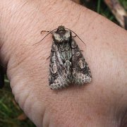 Irrfly (Allophyes oxyacanthae)