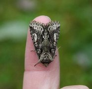 Irrfly (Allophyes oxyacanthae)