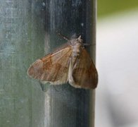 Fjærbarmåler (Thera firmata)