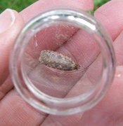 Agonopterix heracliana