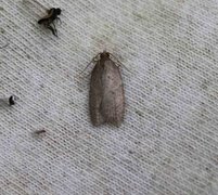 Jordbærflatvikler (Acleris comariana)