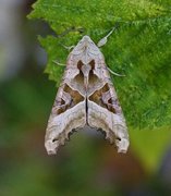 Taggvingefly (Phlogophora meticulosa)