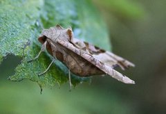 Taggvingefly (Phlogophora meticulosa)