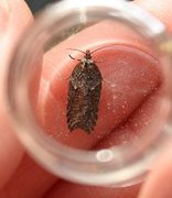 Blåbærflatvikler (Acleris maccana)