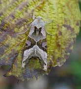 Taggvingefly (Phlogophora meticulosa)